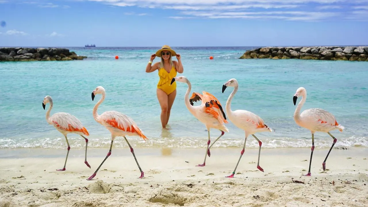 Villa Pool Villajacuzzifree Utilities3Minpalm Beach Noord Aruba